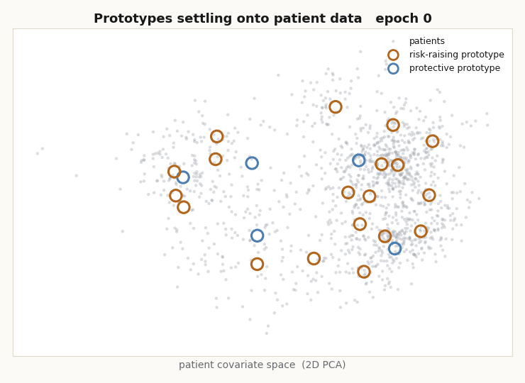 Prototype rings drifting across a 2D PCA cloud of patients over training epochs, colored by whether they raise or lower risk