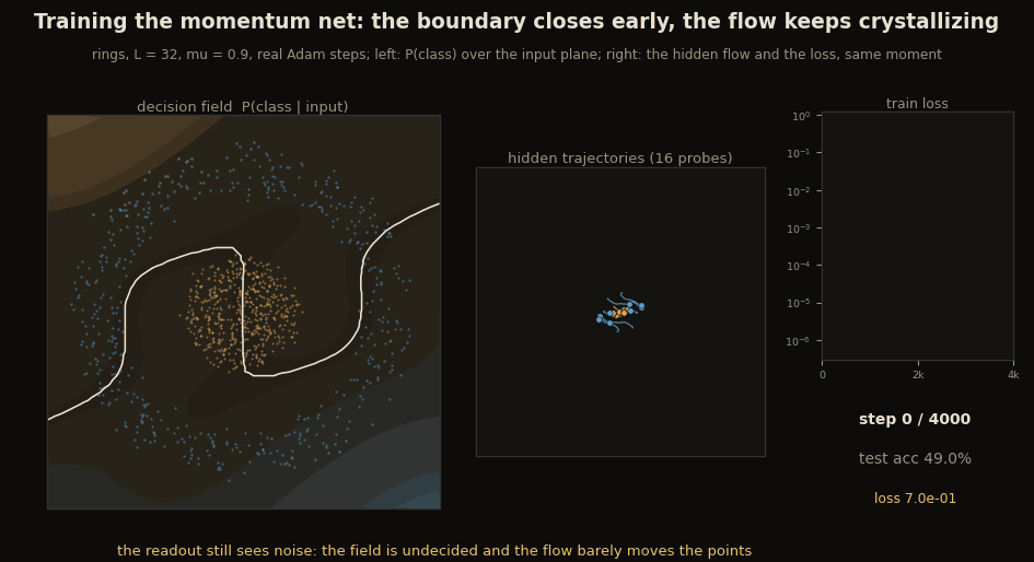 Training telemetry of the momentum net on rings: the decision-probability field over the input plane organizing from undecided smoke to a hard closed contour, hidden trajectories straightening, and the training loss drawing itself down six orders of magnitude over 4000 real Adam steps